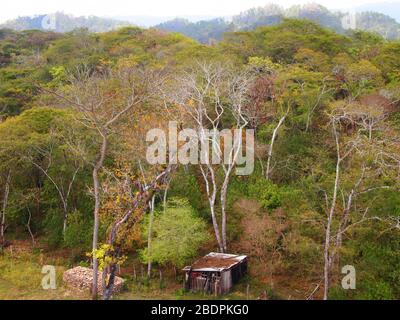 Tropische submontane Wälder in der Nähe der archäologischen Stätte Toniná in Chiapas, im Süden Mexikos Stockfoto