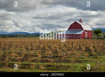 Red Barn Blueberry Field Pacific Northwest. Eine rote Scheune und Heidelbeerfeld in Blüte im pazifischen Nordwesten. Usa. Stockfoto