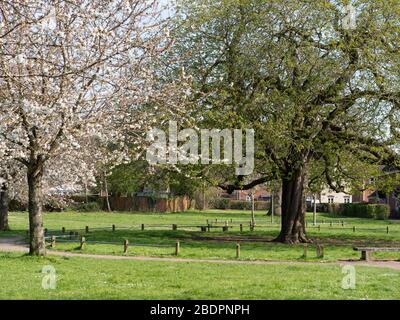 Reife Rosskastanie (Aesculus hippocastanum) und Kirschblüten (prunus avian) Bäume im grünen Raum auf Wohngebiet, Westbury, Wiltshire, Großbritannien. Stockfoto