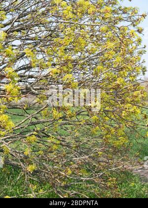 Norwegenahorn (Acer platanoides) kommt im Frühling in die Blätter. Stockfoto