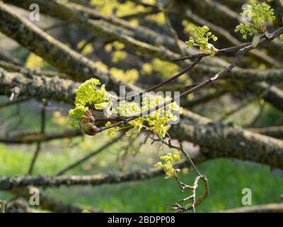 Norwegenahorn (Acer platanoides) kommt im Frühling in die Blätter. Stockfoto