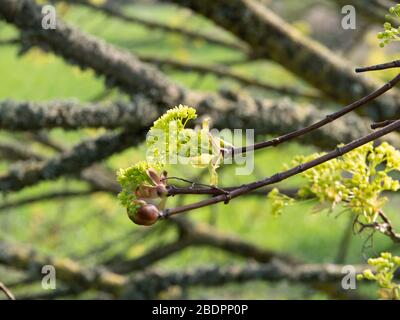 Norwegenahorn (Acer platanoides) kommt im Frühling in die Blätter. Stockfoto