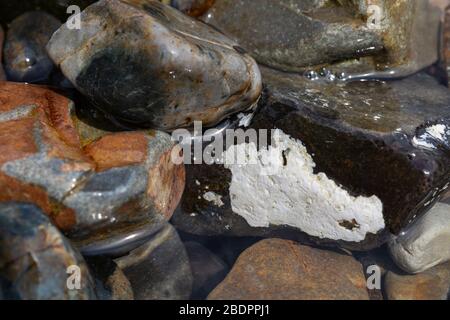 Nahaufnahme nasser Kieselsteine am Strand, Ostseeseite Korea Stockfoto