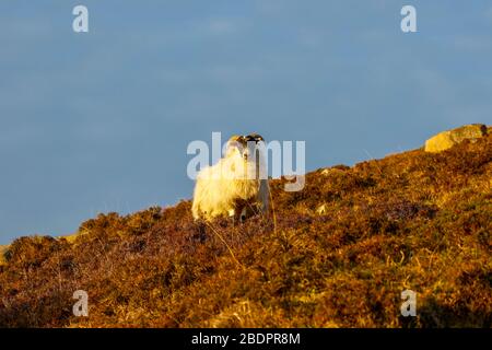 Abendsonne auf einem einhornigen Schaf, das in einem Heidefeld auf der Seite eines Hügels steht, den Betrachter direkt anblickend, mit einem blauen Himmel-Rückzieher Stockfoto