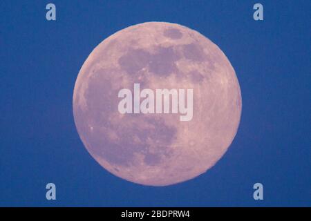 Grangemouth, Großbritannien. April 2020. Im Bild: Der April-Supermond steigt über der Ostküste Schottlands in den Abendhimmel und erscheint am Nachthimmel größer als jeder andere Mond in diesem Jahr. Der Mond dieses Abends wird in den frühen Morgenstunden des Mittwoch, den 8. April, seine maximale Helligkeit erreichen, und dann wird er sich in der Nähe seines Umlaufs befinden – oder dem Punkt in seiner Umlaufbahn, an dem er der Erde am nächsten ist. Diese Nähe wird das größte Aussehen des Mondes für das ganze Jahr bieten, gemeinhin als Supermond bezeichnet. Kredit: Alamy Live Nachrichten.