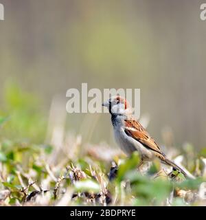 Haussperling (Passer Domesticus) Stockfoto