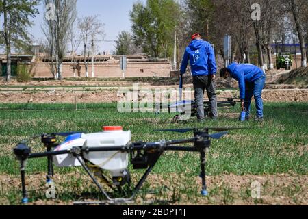 Wuzhong, Chinas autonomes Gebiet Ningxia Hui. April 2020. Mitarbeiter testen unbemannte Luftfahrzeuge, um den Weizen in einer intelligenten Demonstrationszone für die Landwirtschaft im Tawan Village des Distrikts Litong, Wuzhong City, im Nordwesten Chinas der Autonomen Region Ningxia Hui, am 9. April 2020 zu befruchten. In den letzten Jahren hat die örtliche Behörde des Distrikts Litong in Wuzhong City große Anstrengungen zur Entwicklung der intelligenten Landwirtschaft unternommen, um die Effizienz zu verbessern und die Produktionskosten zu senken. Credit: Feng Kaihua/Xinhua/Alamy Live News Stockfoto