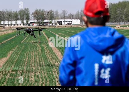 Wuzhong, Chinas autonomes Gebiet Ningxia Hui. April 2020. Ein Mitarbeiter betreibt ein unbemanntes Luftfahrzeug zur Düngung des Weizens in einer intelligenten Demonstrationszone für die Landwirtschaft im Tawan Village des Distrikts Litong, Wuzhong City, im Nordwesten Chinas der Autonomen Region Ningxia Hui, am 9. April 2020. In den letzten Jahren hat die örtliche Behörde des Distrikts Litong in Wuzhong City große Anstrengungen zur Entwicklung der intelligenten Landwirtschaft unternommen, um die Effizienz zu verbessern und die Produktionskosten zu senken. Credit: Feng Kaihua/Xinhua/Alamy Live News Stockfoto