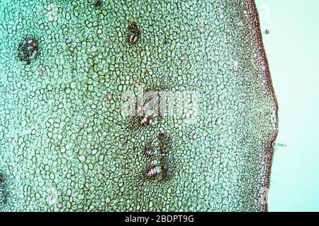 Stepunculate Eiche im Querschnitt 100x Stockfoto