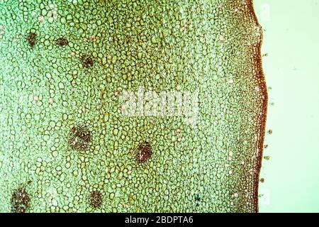 Stepunculate Eiche im Querschnitt 100x Stockfoto