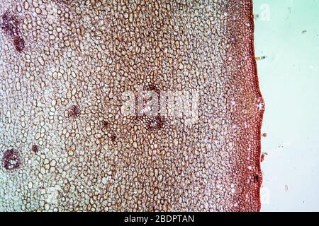 Stepunculate Eiche im Querschnitt 100x Stockfoto