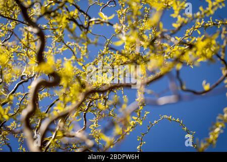 Junge Sämling von Trauerweide agianst Frühling blauen Himmel. Lockige Zweige, die mit grünen und gelben Blättern blühen, Nahaufnahme mit niedrigem Winkel von unten Stockfoto