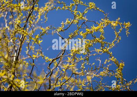 Junge Sämling von Trauerweide agianst Frühling blauen Himmel. Lockige Zweige, die mit grünen und gelben Blättern blühen, Nahaufnahme mit niedrigem Winkel von unten Stockfoto