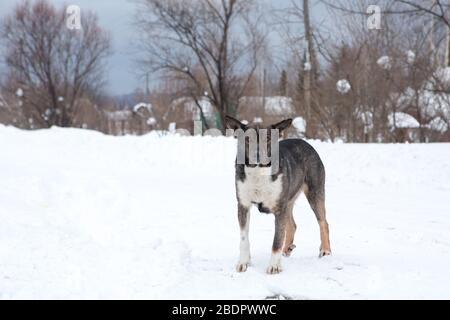 Ein streunender Hund, ein hungriger Hund, der auf der Straße läuft Stockfoto