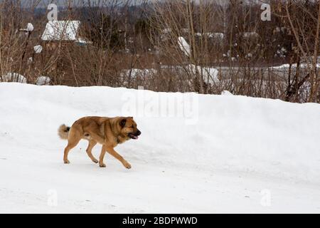 Ein streunender Hund, ein hungriger Hund, der auf der Straße läuft Stockfoto