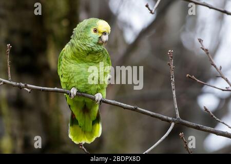 Gelbkopfamazone (Amazona Oratrix) Stockfoto