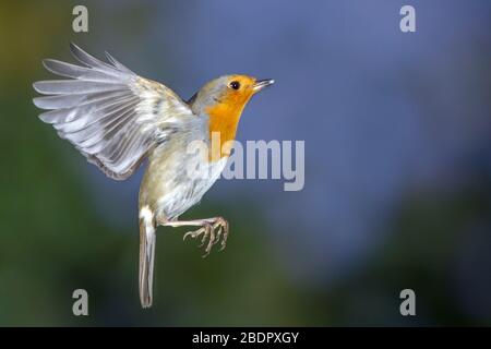 Rotkehlchen (Erithacus Rubecula) fliegt eine Kokosnuss Stockfoto