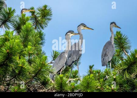 Graureiher (Ardea cinerea) Jungvögel Stockfoto