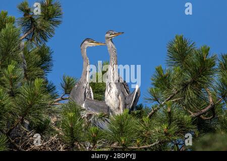 Graureiher (Ardea cinerea) Jungvögel Stockfoto