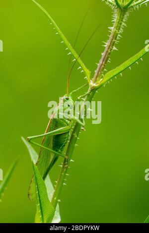 Grünes Heupferd (Tettigonia Viridissima) Stockfoto