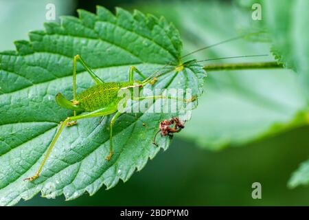 Punktierte Zartschrecke (Leptophyes punctatissima) Weihnachten Stockfoto