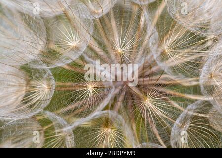 Wiesen-Bocksbart (Tragopogon pratensis) Fruchtstand Stockfoto