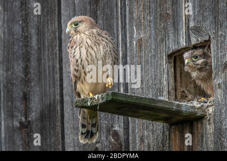Turmfalke (Falco tinnunculus) Jungvögel am Nistkasten Stockfoto
