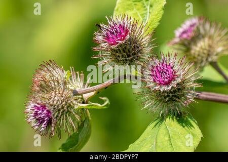 Große Kette (Arctium lappa) Stockfoto