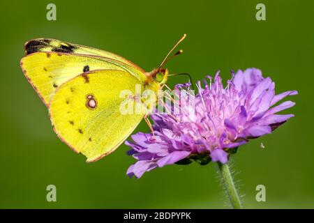 Goldene Acht (Colias hyale) Stockfoto