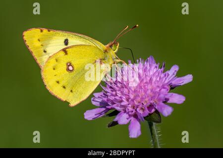 Goldene Acht (Colias hyale) Stockfoto