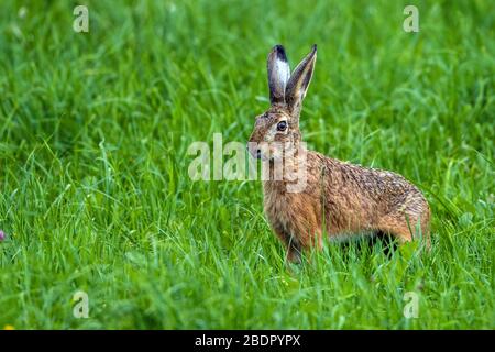 Feldhase (Lepus Europaeus) Stockfoto