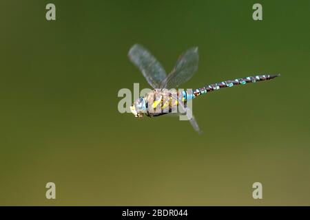 Herbst-Mosaikjungfer (Aeshna Mixta) Stockfoto