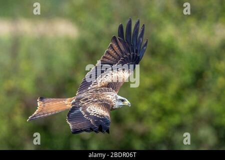 Rotmilan (Milvus Milvus) Stockfoto