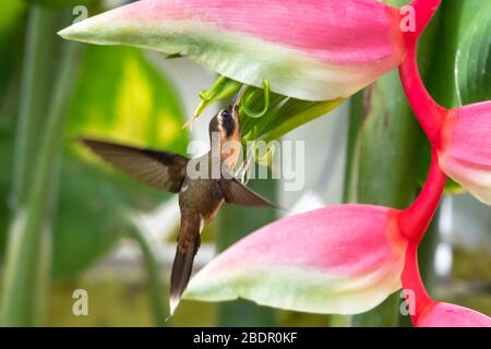 Ein kleiner Einsiedler Kolibri, der sich auf der Flamingo Pink Heliconia Blume ernährt. Stockfoto