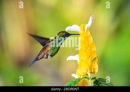 Ein kupfergepolstert Kolibri füttert auf der gelben Garnelenpflanze in natürlichem Sonnenlicht. Stockfoto