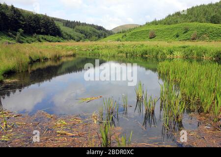 Teich in Dunsop Valley, Forest of Bowland AONB, Lancashire, Großbritannien Stockfoto