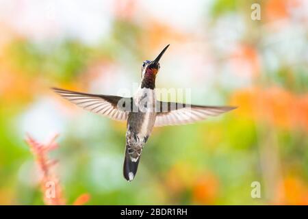 Ein langschnabeliger Kolibri der Starthroat, der in einem tropischen Garten mit verwischtem Laub im Hintergrund und natürlichem Sonnenlicht schwebt. Stockfoto