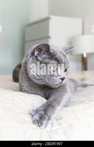 Blaue britische Kurzhaarkatze, die auf einem Bett liegt, macht ein lustiges Gesicht. Reinrassige Tiere auf einem verschwommenen hellen Hintergrund eines Raumes mit modernem Interieur. Stockfoto