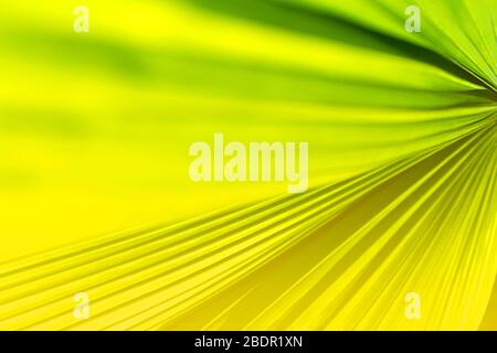Tropische Kokosnuss Palmblatt Textur im Garten, abstrakt grün gelb Blatt Hintergrund. Nahaufnahme. Exotisches Sommerkonzept. Stockfoto
