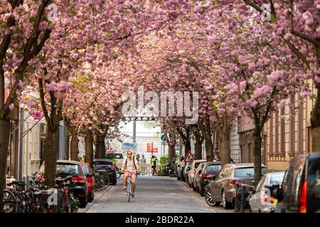 Bonn, Deutschland. April 2020. Die Kirschbäume in der Altstadt stehen in voller Blüte. Weil zu viele Menschen die berühmte Kirschblüte in Bonn trotz der Corona-Regeln bewundert haben, hat die Stadt die Straßen in der Altstadt für Besucher gesperrt. Credit: Marius Becker / dpa / Alamy Live News Stockfoto