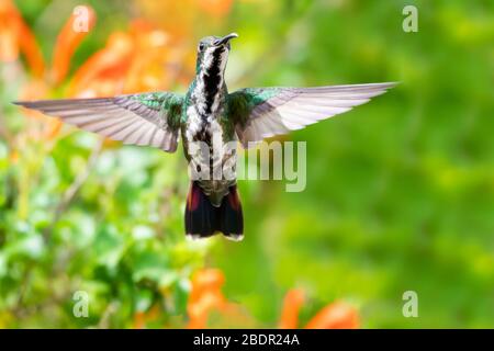 Ein weiblicher Mango-Kolibri, der in einem tropischen Garten schwebt, mit Blumen und Blättern, die im Hintergrund verschwommen sind. Stockfoto