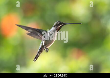 Ein langschnabeliger Kolibri der Starthroat, der in einem tropischen Garten mit verwischtem Laub im Hintergrund und natürlichem Sonnenlicht schwebt. Stockfoto