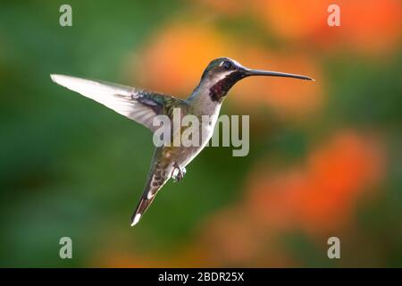 Ein langschnabeliger Kolibri der Starthroat, der in einem tropischen Garten mit verwischtem Laub im Hintergrund und natürlichem Sonnenlicht schwebt. Stockfoto