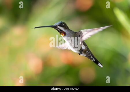 Ein langschnabeliger Kolibri der Starthroat, der in einem tropischen Garten mit verwischtem Laub im Hintergrund und natürlichem Sonnenlicht schwebt. Stockfoto