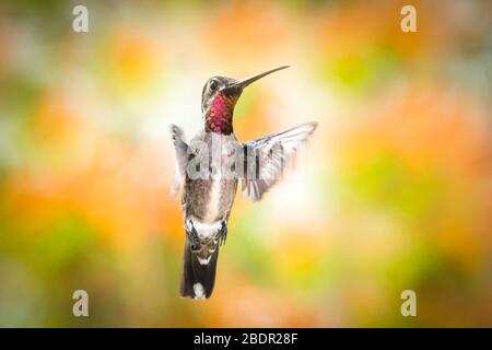 Ein langschnabeliger Kolibri der Starthroat, der in einem tropischen Garten mit verwischtem Laub im Hintergrund und natürlichem Sonnenlicht schwebt. Stockfoto