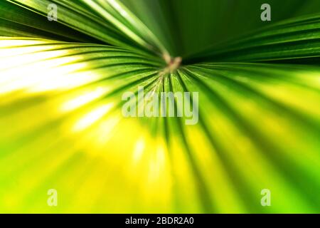 Tropische Kokosnuss Palmblatt Textur im Garten, abstrakt grün gelb Blatt Hintergrund. Nahaufnahme. Exotisches Sommerkonzept. Stockfoto