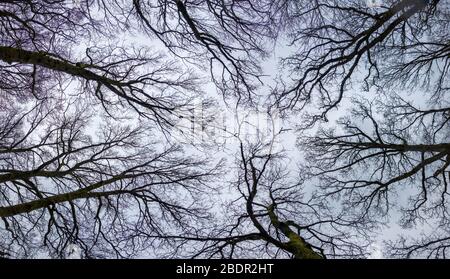 Vor dem Frühling Wald beim Blick nach oben Stockfoto