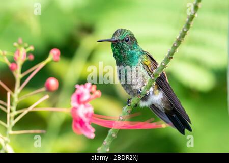 Ein juveniler kupfergepolsterter Kolibri, der in einem Stolz des Barbados Baumes mit natürlichem Sonnenlicht bumpft. Stockfoto