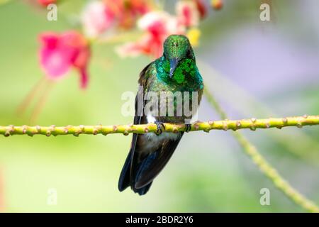 Ein juveniler kupfergepolsterter Kolibri, der in einem Stolz des Barbados Baumes mit natürlichem Sonnenlicht bumpft. Stockfoto