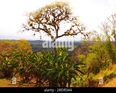 Felder und Wälder in der Nähe der archäologischen Stätte Toniná in Chiapas, im Süden Mexikos Stockfoto